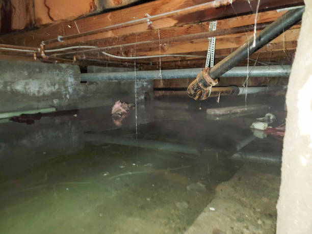 Best Carpet water damage restoration  in Wauchula, FL