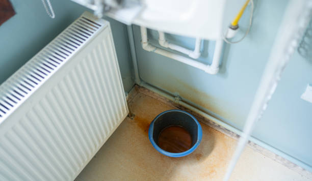 Best Mold removal after water damage  in Wauchula, FL