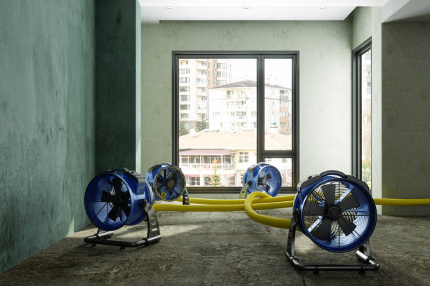 Best Basement water damage restoration  in Wauchula, FL